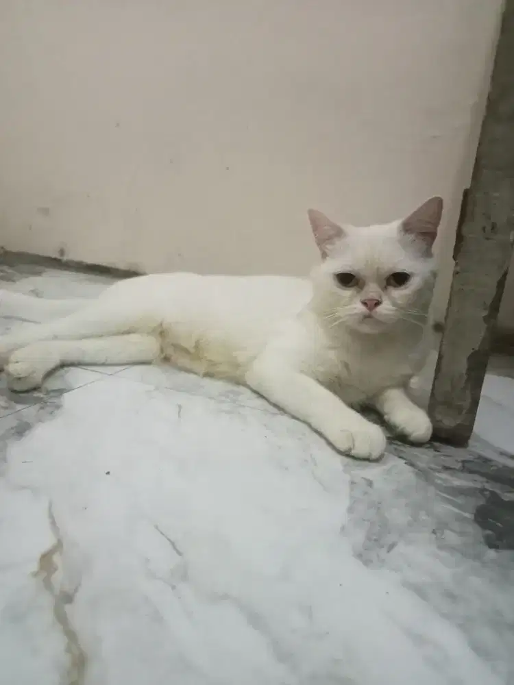 Open adopsi Kucing munchkin