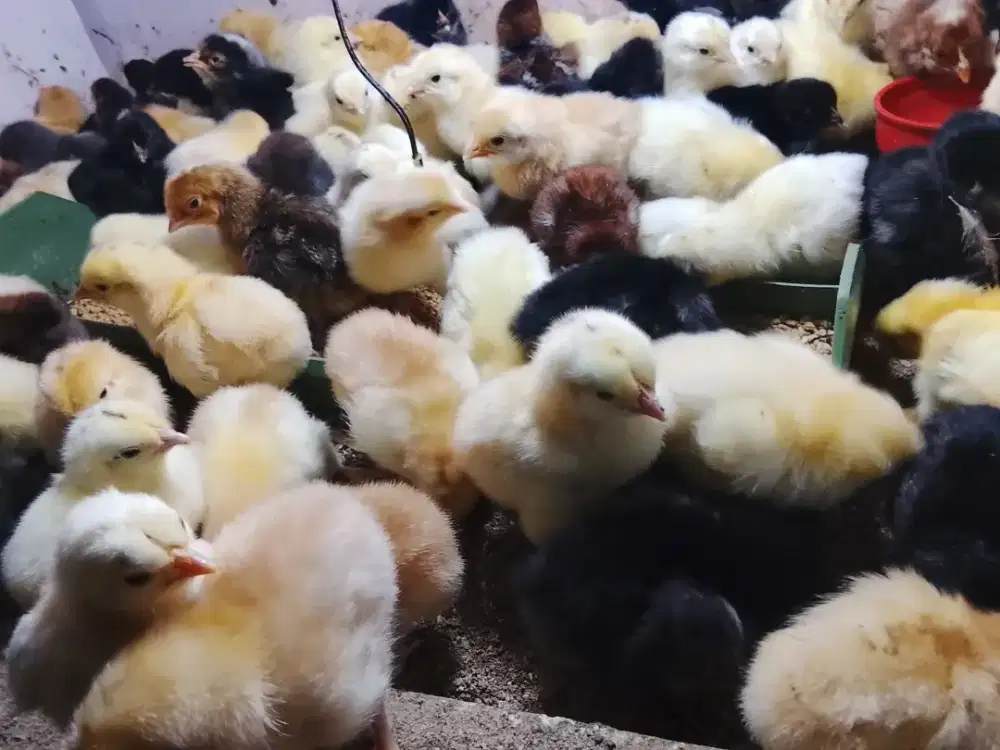 Ayam doc Elba  Jatiuwung