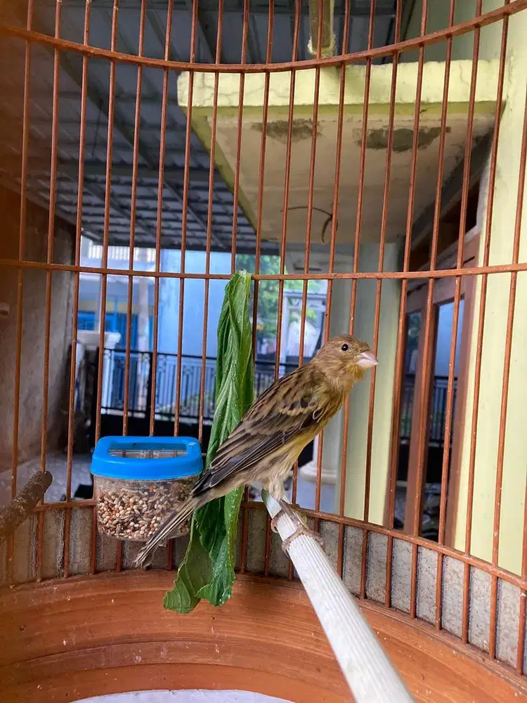 Kenari betina belgian x lokal