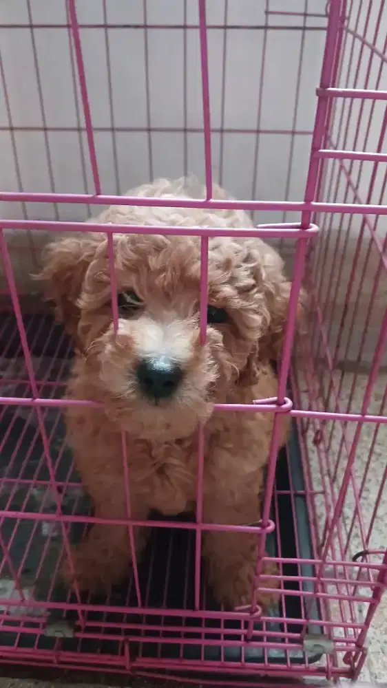 Anak Anjing Poodle
