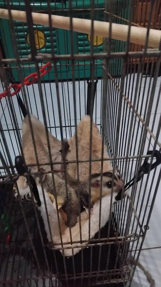 Sugar Glider Sepasang WF x Mozaik Fullset