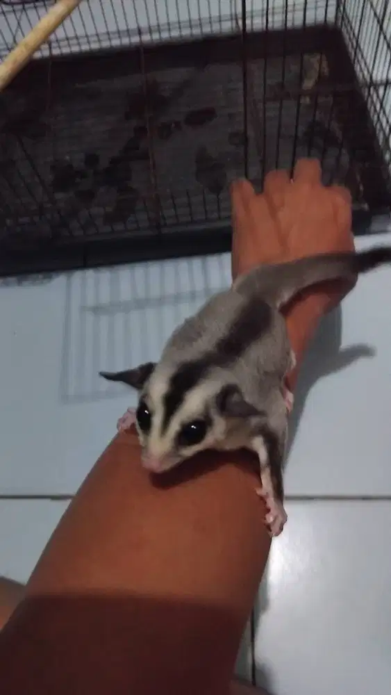 Sugar Glider White Face Betina