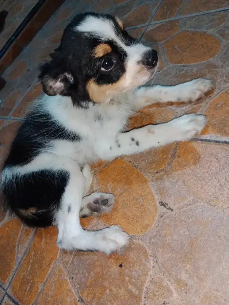 ANAK ANJING MIX