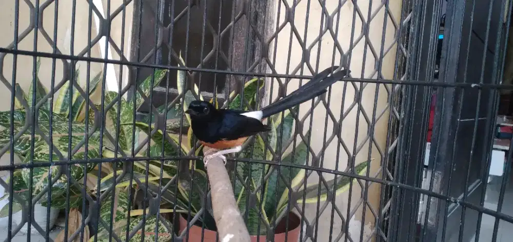 Murai medan Mh ori