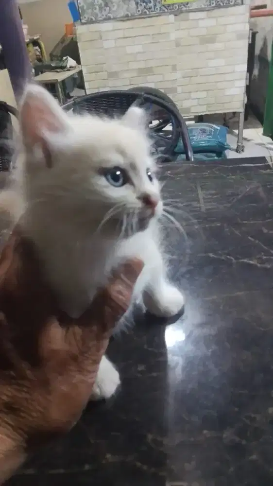 Munchkin NS betina 2.5 bln