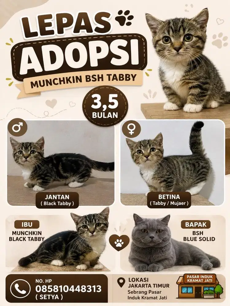 Kucing Munchkin BSH