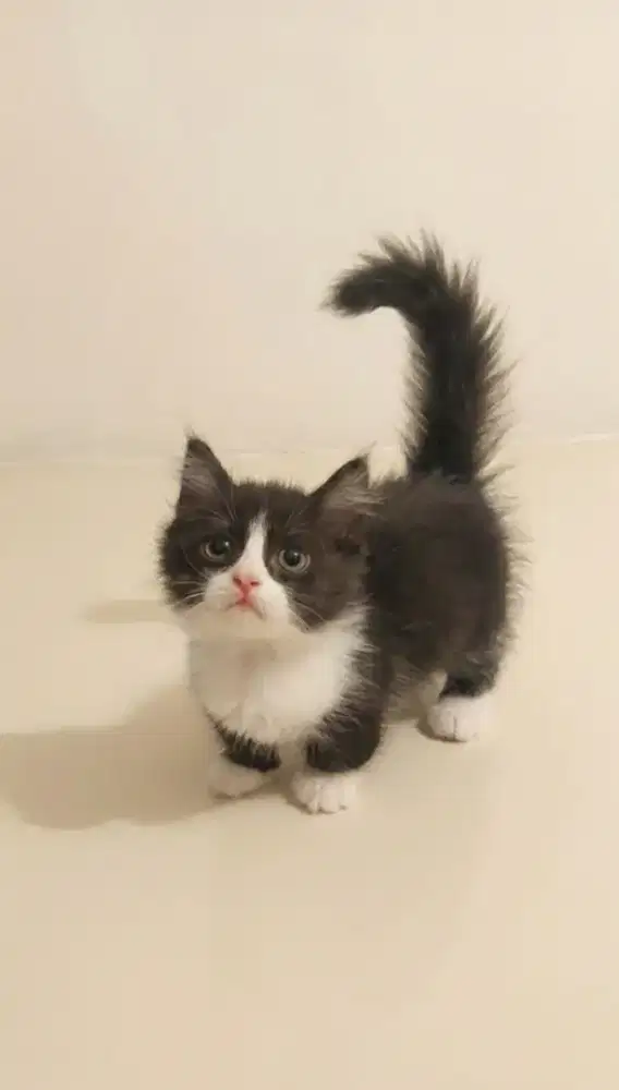 Munchkin BSH Bicolor Harlequin Jantan
