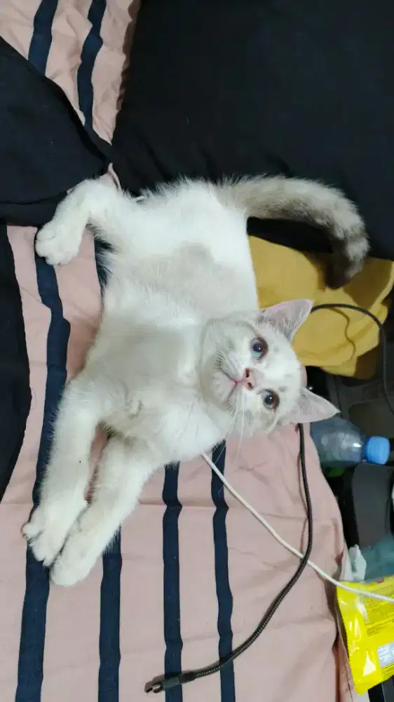 Kitten Anak kucing BSH Blue Point (Colorpoint) jantan