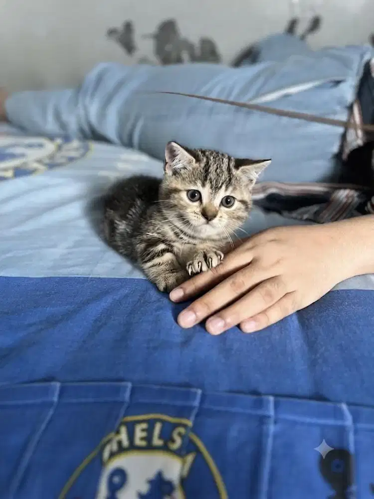 Munchkin x bsh black tabby