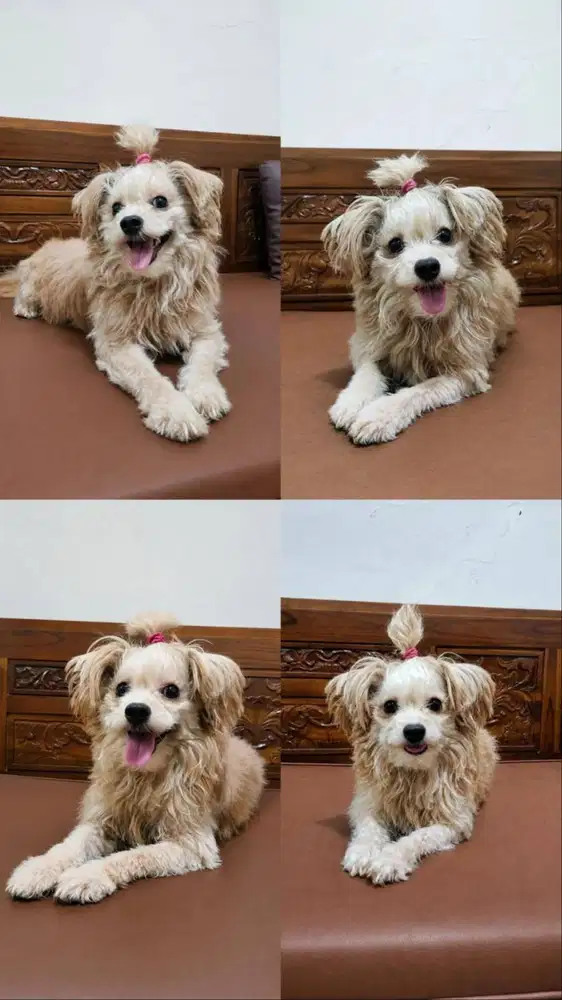 JUAL MALTIPO (Maltese mix Poddle)