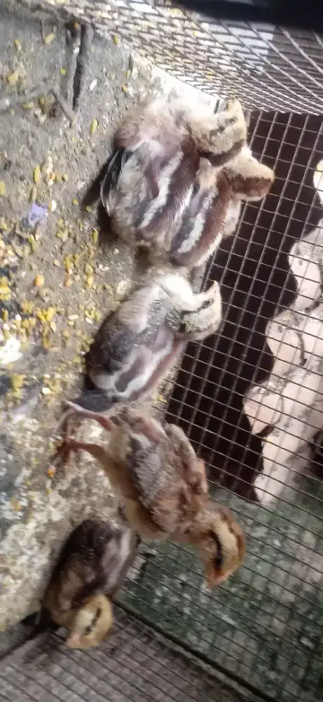 Ayam Pelung anakan
