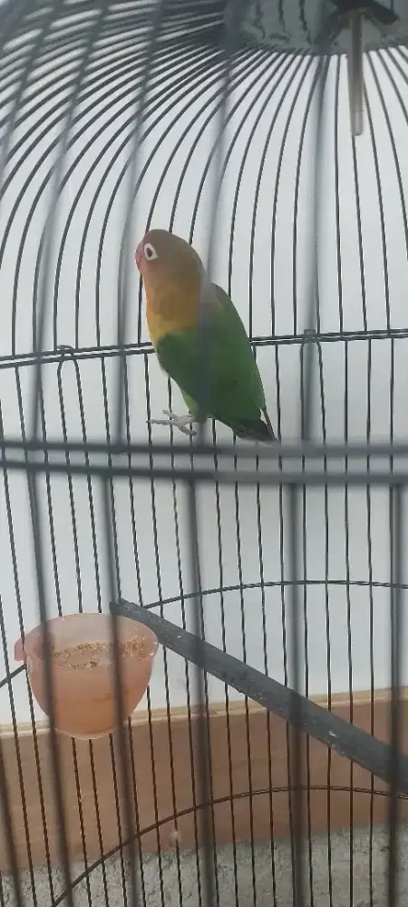 Lovebird rajin bunyi