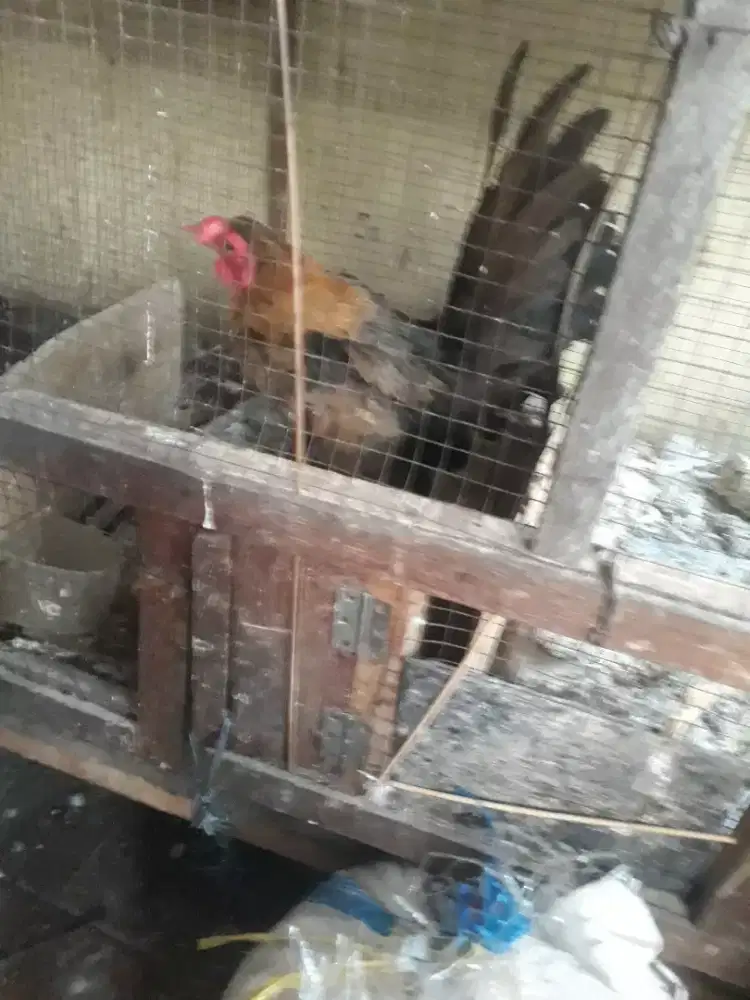 Jual Ayam Kate Jantan Dewasa