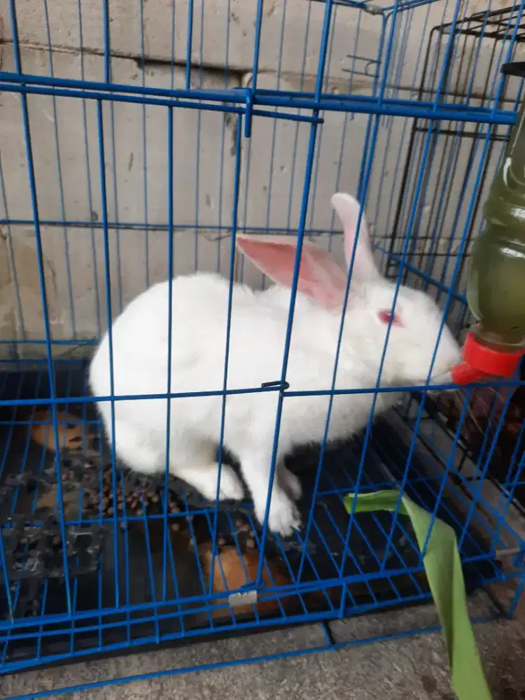 Kelinci lokal umur 6 bulan siap kawin, kelamin betina