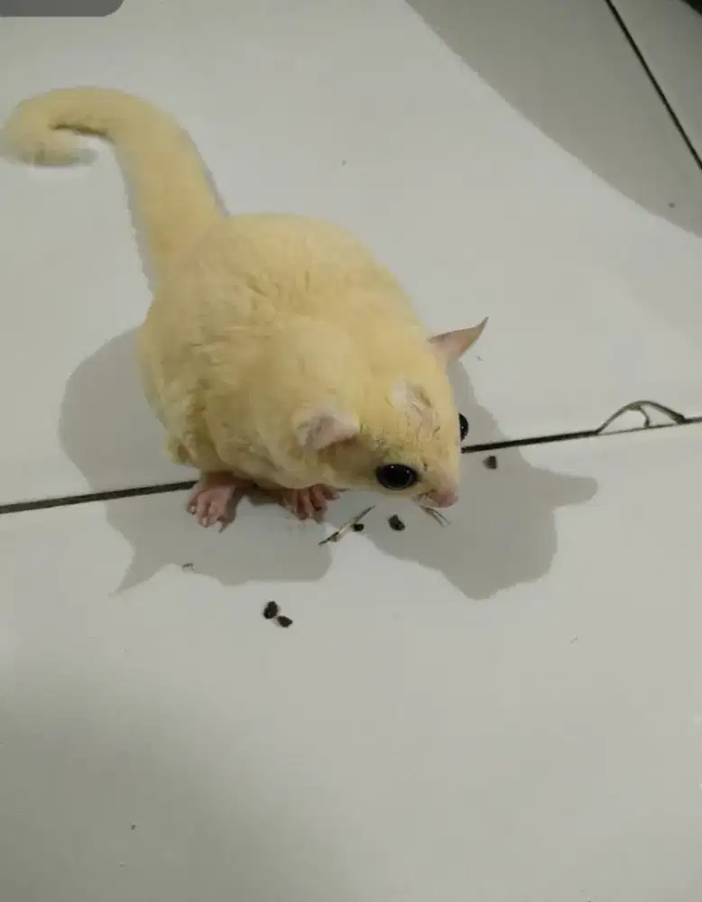Sugar glider cremino jantan 2 bln
