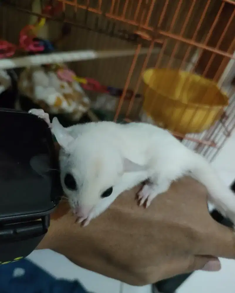 Sugar glider leucistic jantan 2 bln