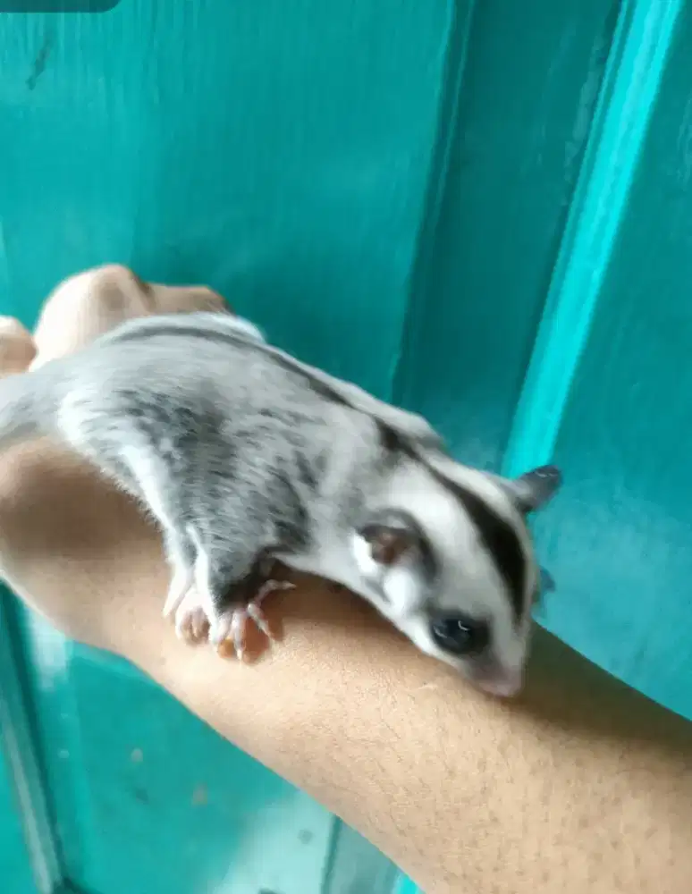Sugar glider white face jantan 2 bln