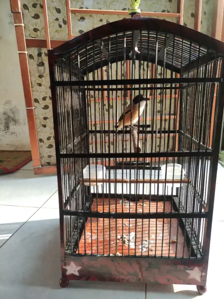 pentet / cendet