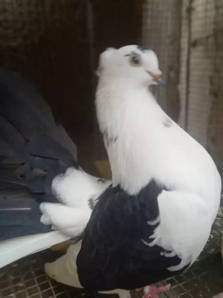 Merpati Hias ketekan tangan
