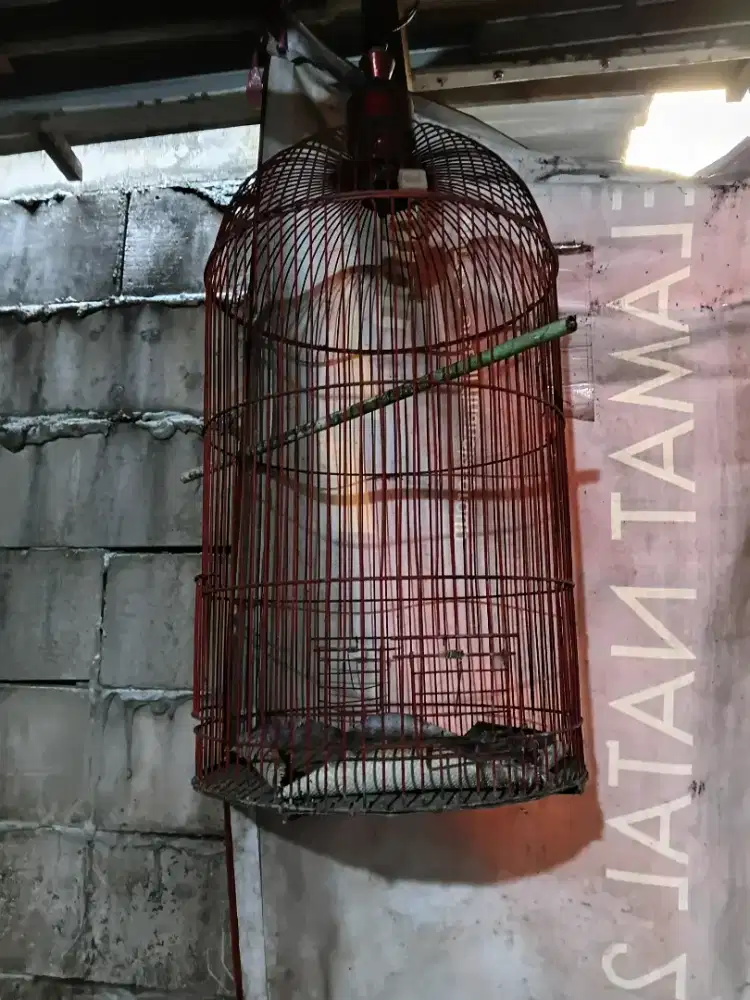 Kandang burung bird