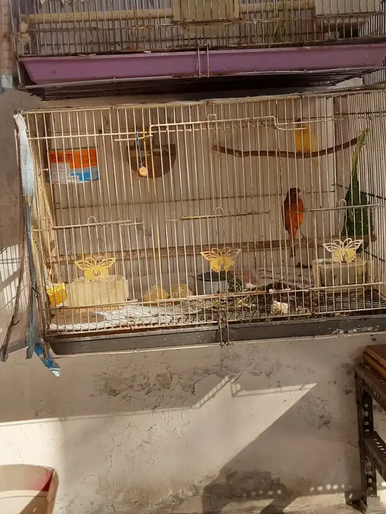 Burung Kenari Sepasang