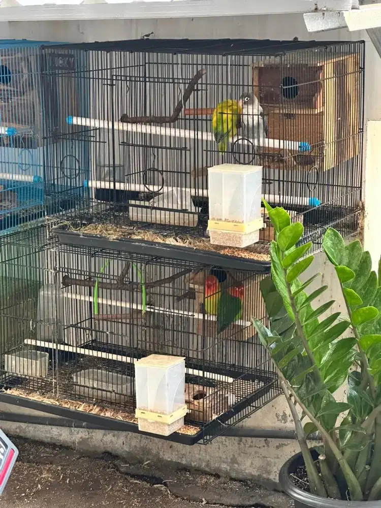Dijual Beberapa Pasang Lovebirds