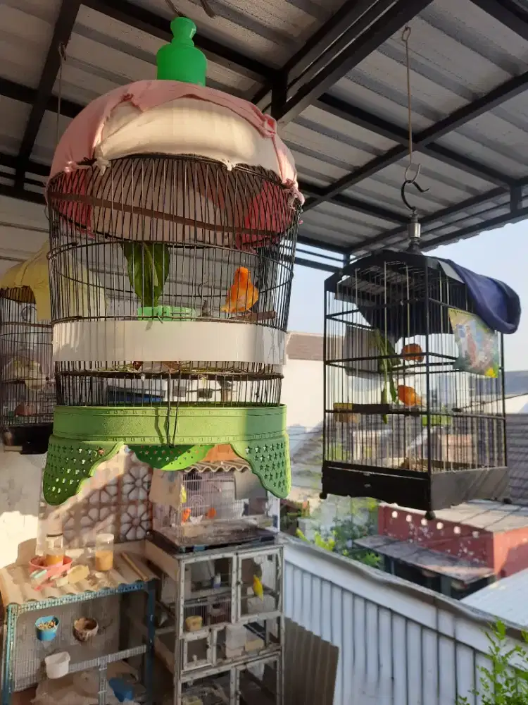 Burung Kenari Merlok