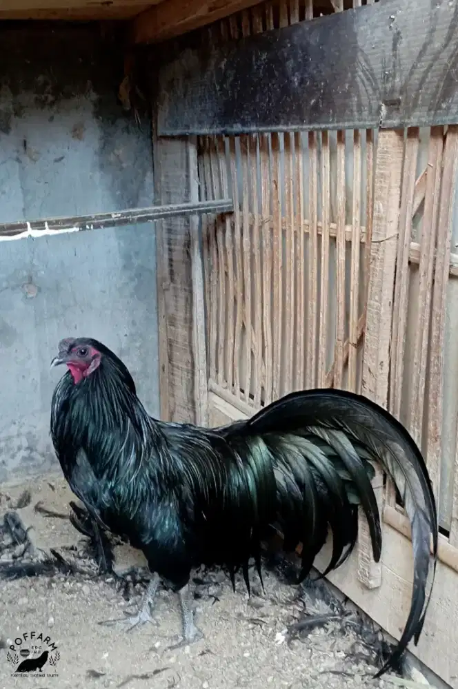 Ayam Black Sumatra sepasang