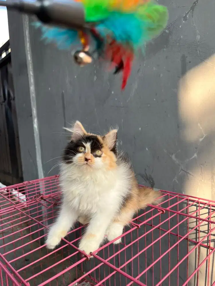 Kucing Persia kitten