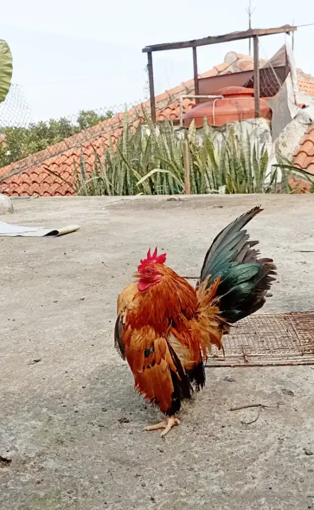 Serama jantan dewasa