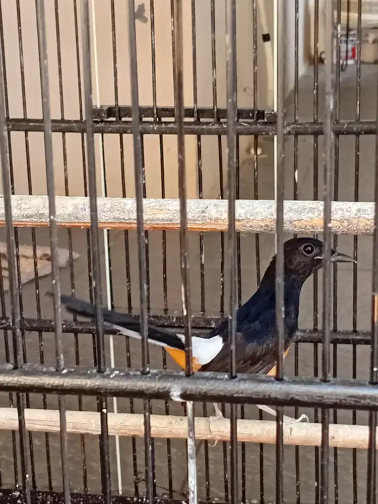 Murai betina siapab