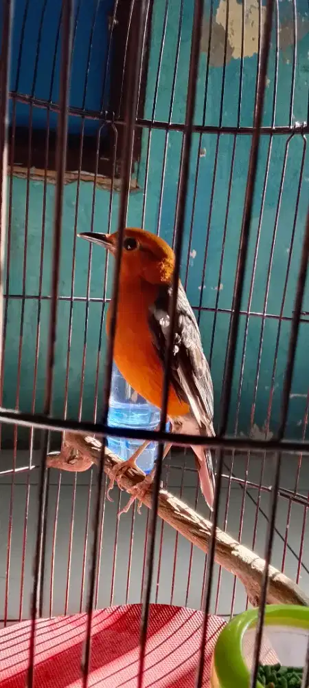 Anis merah slap putih ngeriwik TT bs