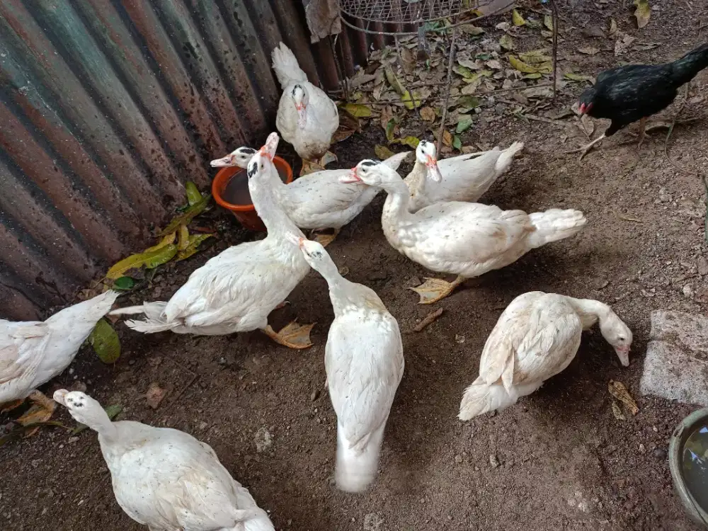 Jual Borongan Entok Jumbo