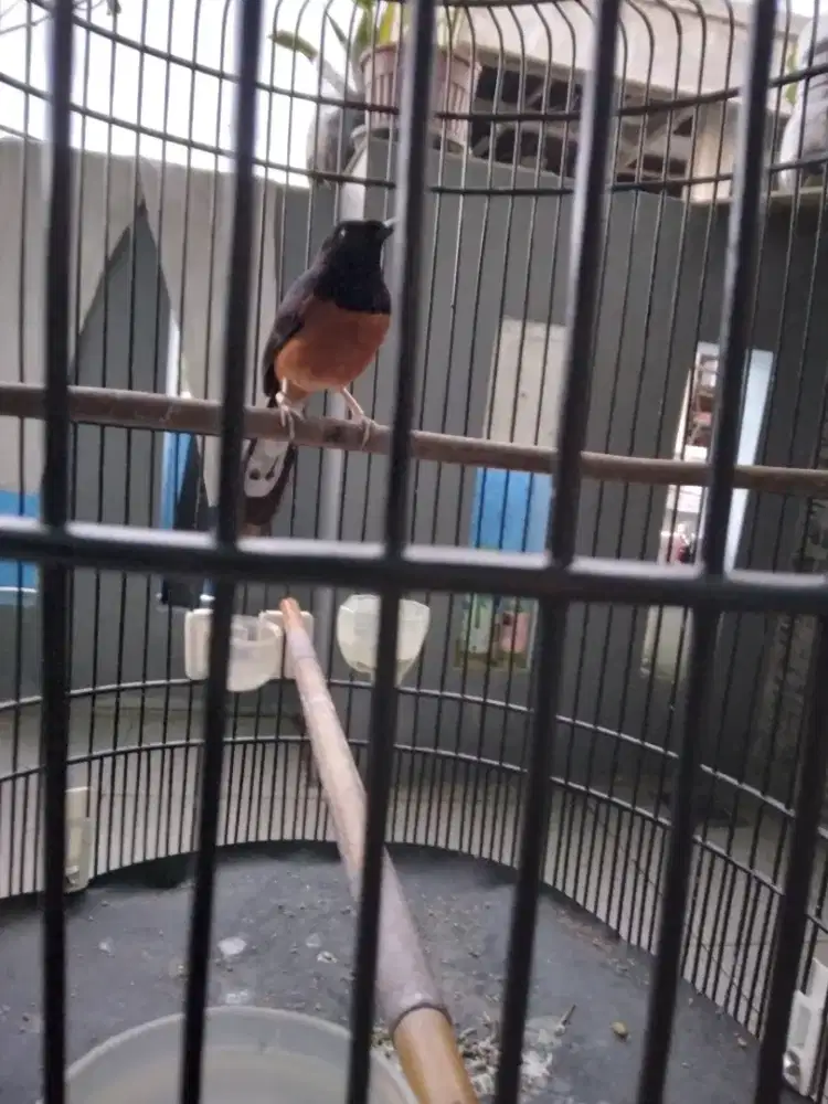 Burung murai batu