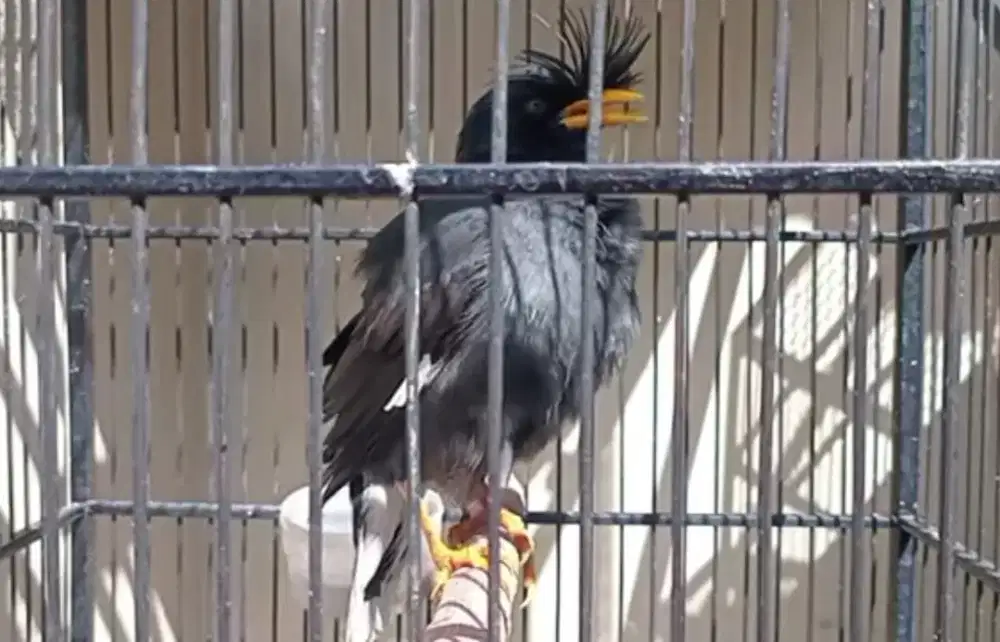 Jalak Jambul Thailand Rajin Bunyi - Jantan