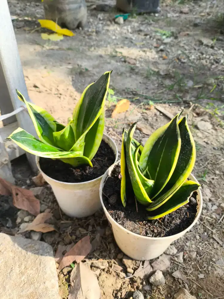 Tanaman Hias Sansevieria Trifasciata Pagoda Pembersih Udara
