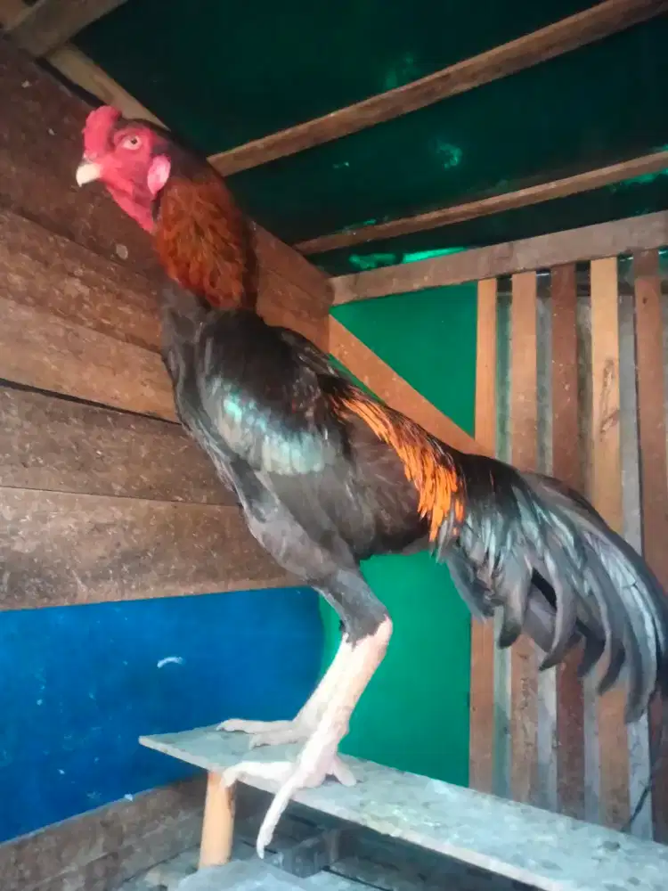 Ayam shamo line zuchter