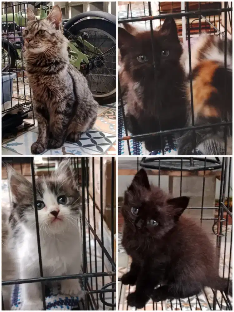 Free adopsi 3 anak kucing lucu