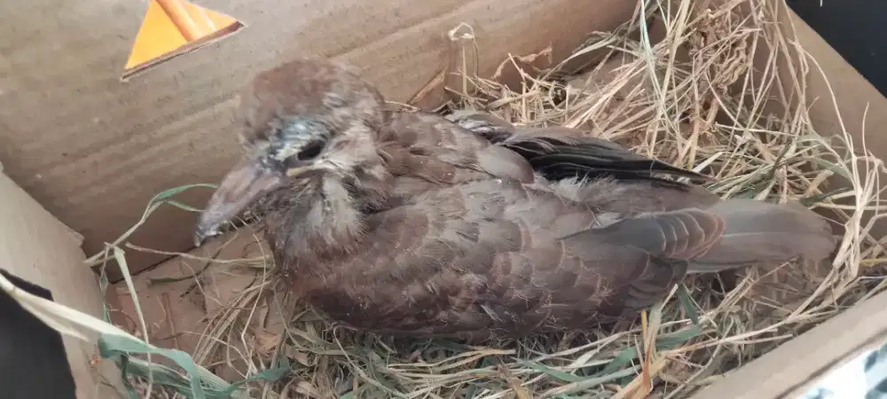 Anak burung tekukur / lolohan tekukur