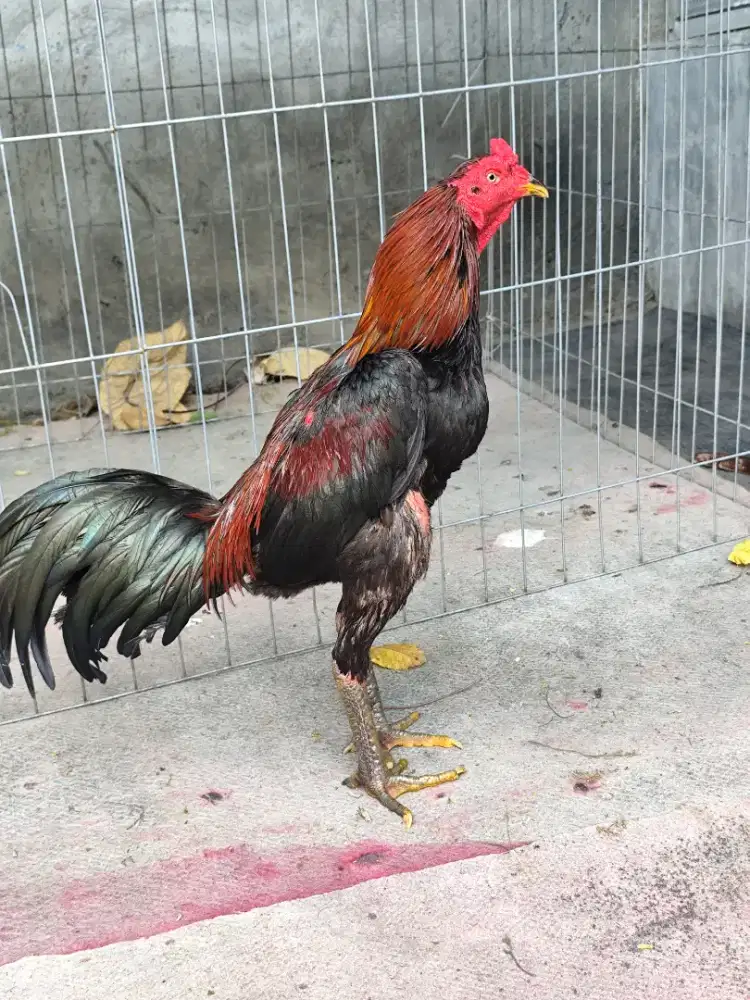 ayam jalu makjleoppp