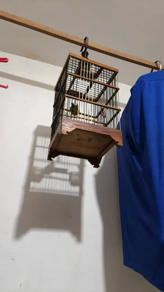 Burung opyor Jawa bunyi variasi tp masih semau nya fullset