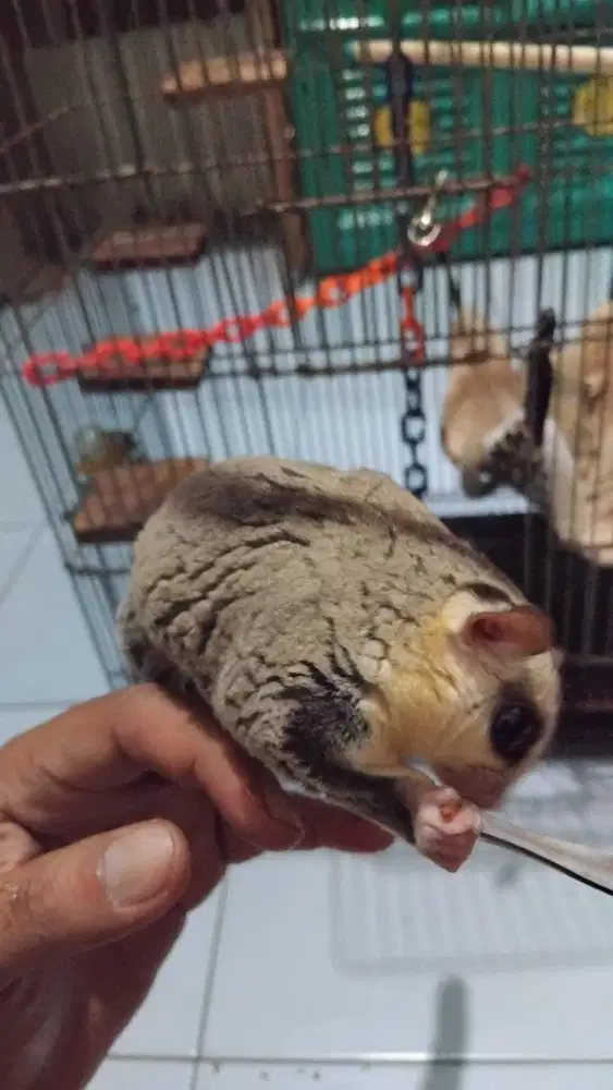 Sugar Glider White Face indukan