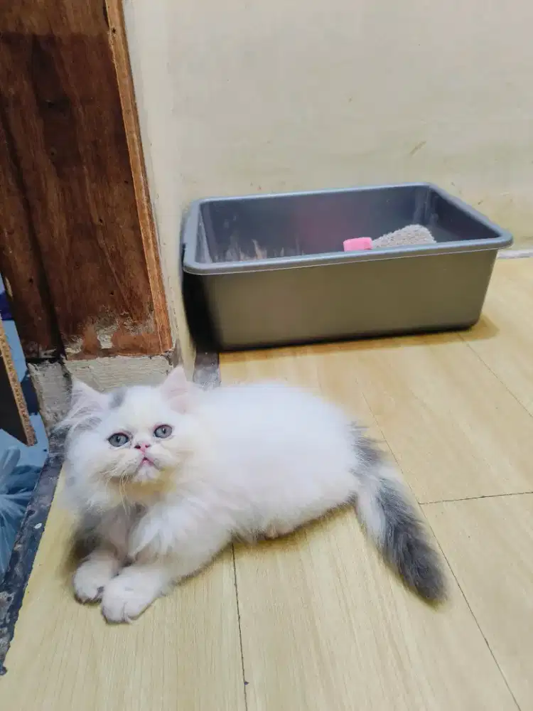 Kitten peaknose