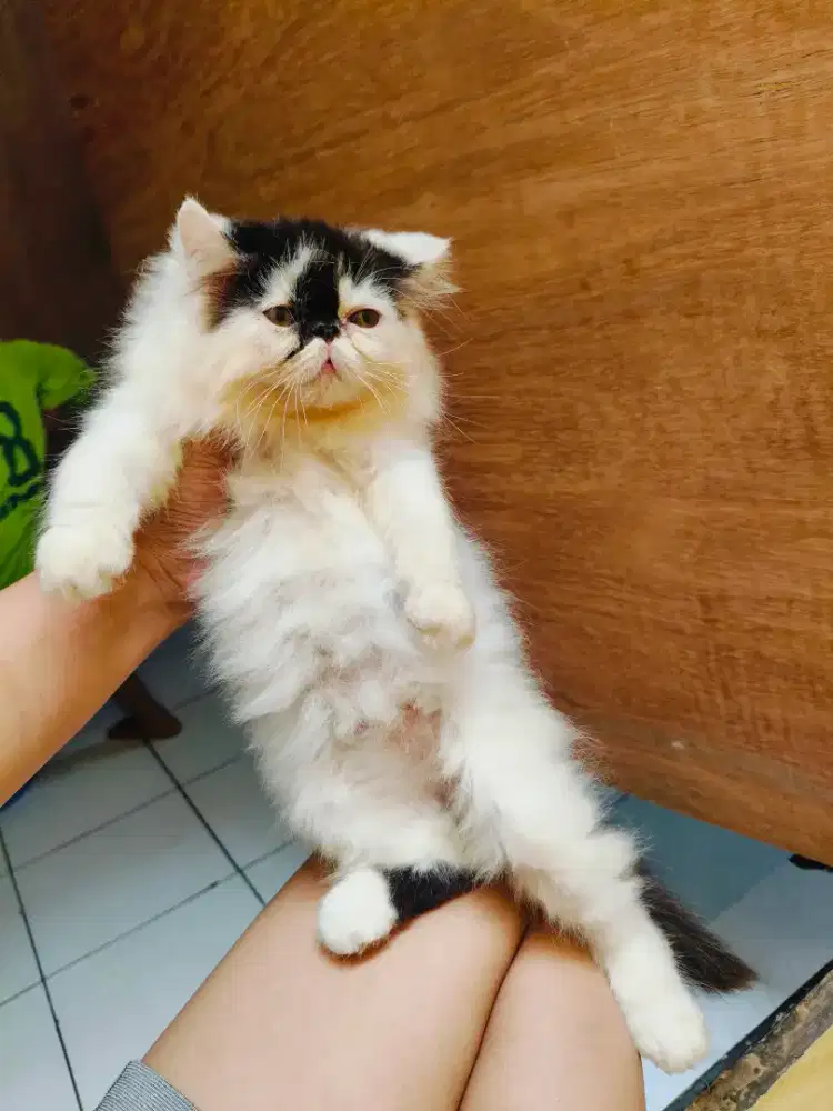 Kitten peaknose