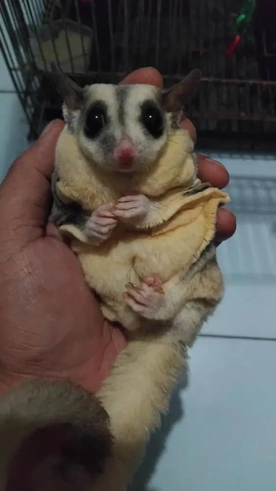 Sugar Glider Mozaik Indukan