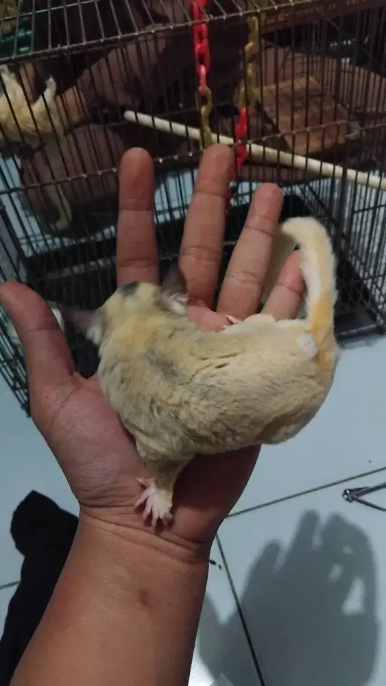 Sugar Glider Mozaik Indukan