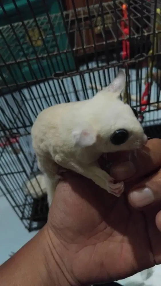 Sugar Glider Leucistic