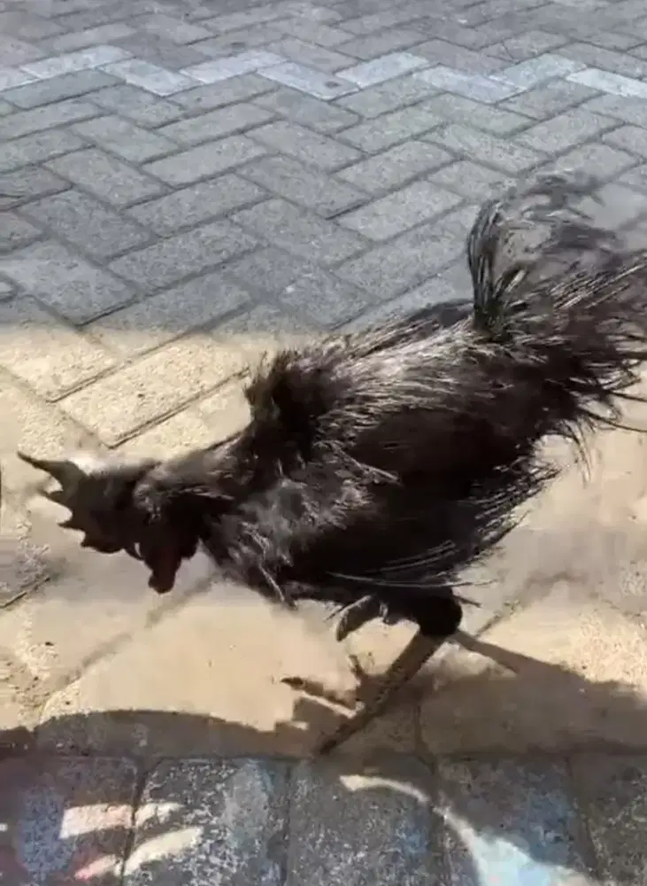 Ayam cemani bulu rajek besi jago