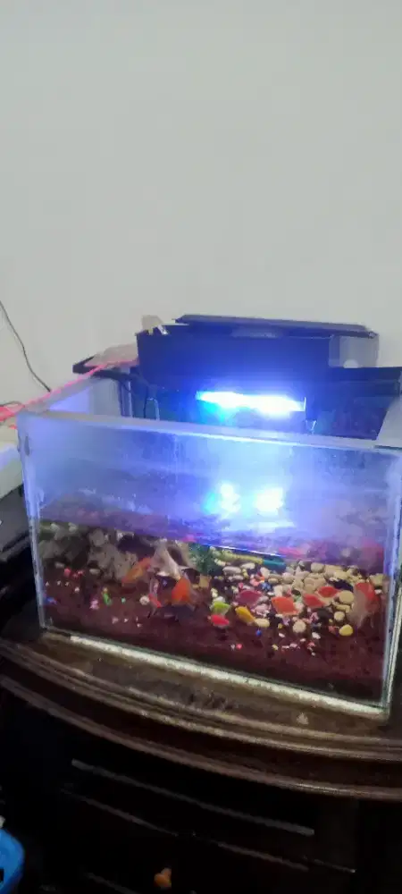 Aquarium 1 set Ikan + Mesin Air lok Kemanggisan