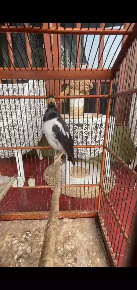 Jalak Suren Jawa Sudah Gacoor